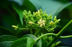 Glycomelt Gymnema Sylvestre
